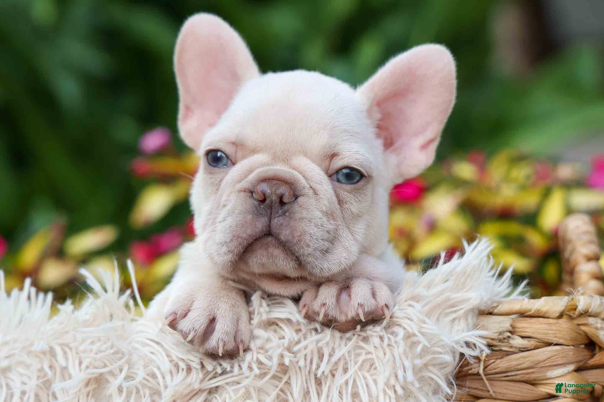 French Bulldog dogs Ronnie🐾 - Ad 2