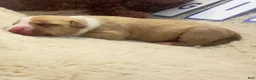 American Bully dogs for sale: American Bully 5 - Ad 3