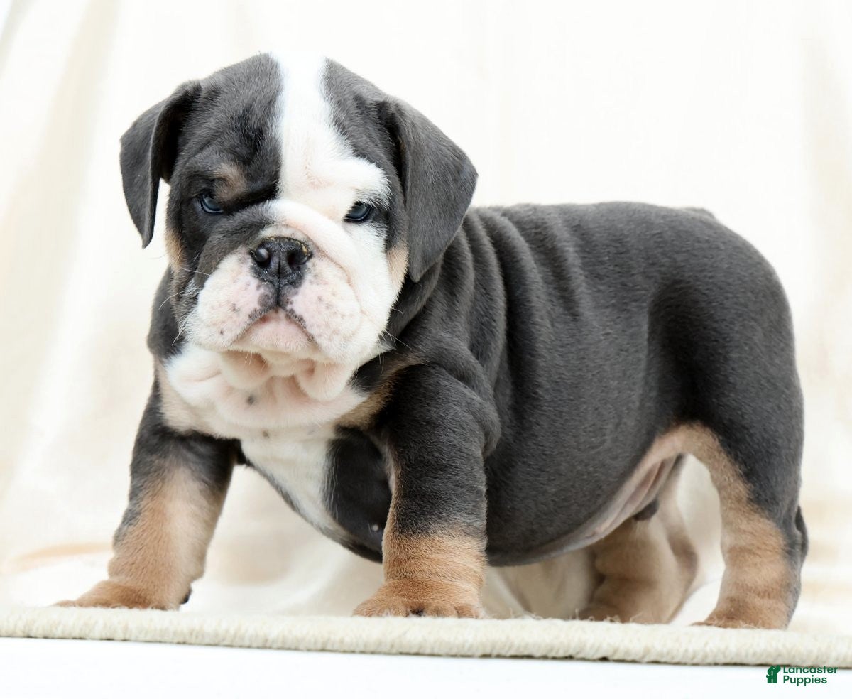 English Bulldog dogs Blue Buddy - Ad 1