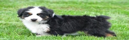 Miniature Australian Shepherd dogs for sale: Wilbur - Ad 3