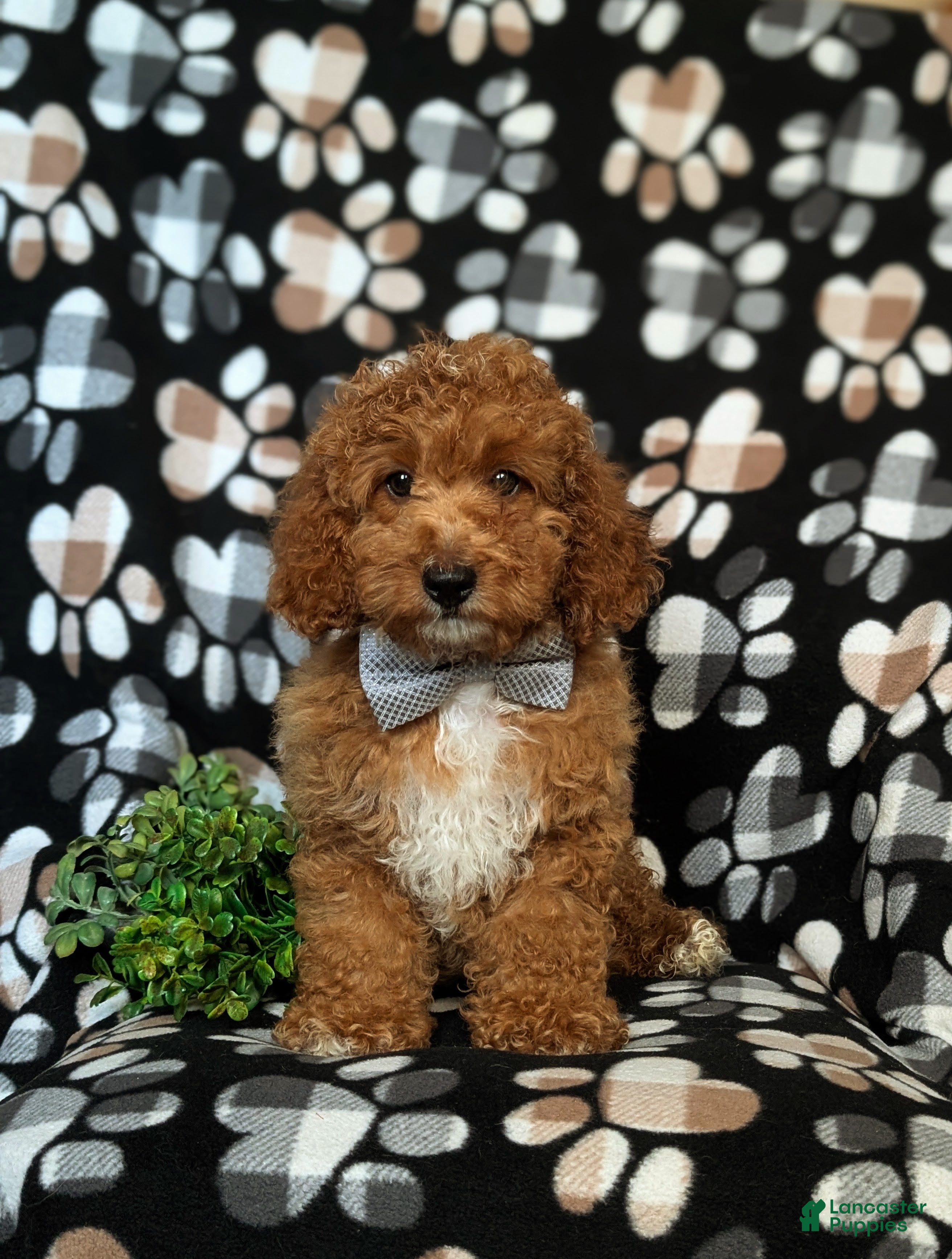 Cockapoo dogs Nikos Hypoallergenic - Ad 1