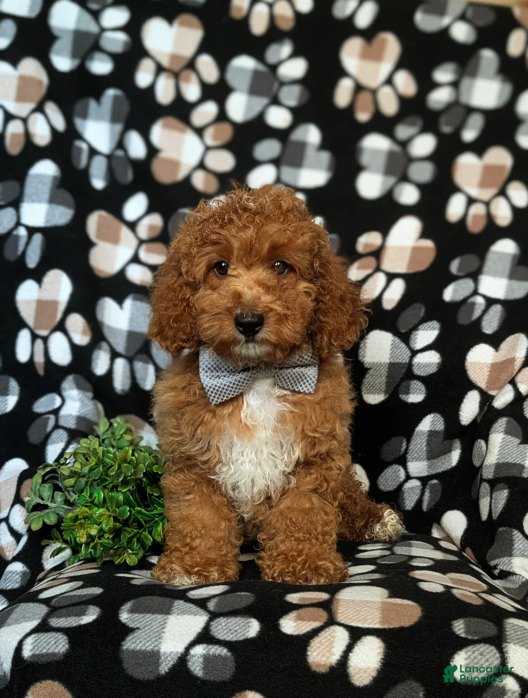 Cockapoo dogs for sale: Nikos Hypoallergenic - Ad 1