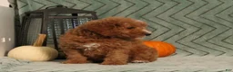 Miniature Poodle dogs for sale: Goofy - Ad 3