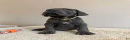 Cane Corso dogs for sale: Hulk  - Ad 8