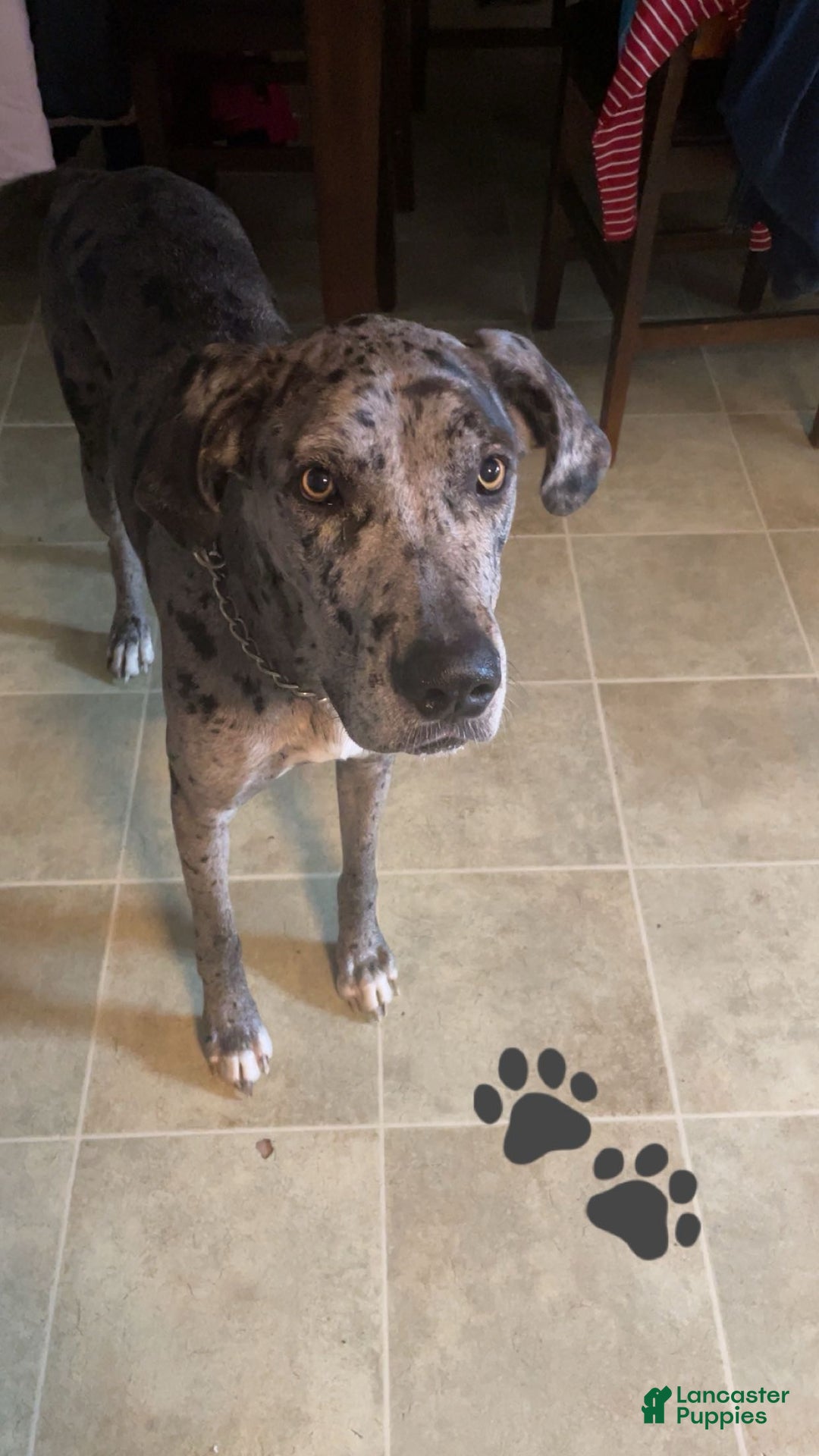 Great Dane dogs for sale: Great Dane Puppy 3 - Ad 2