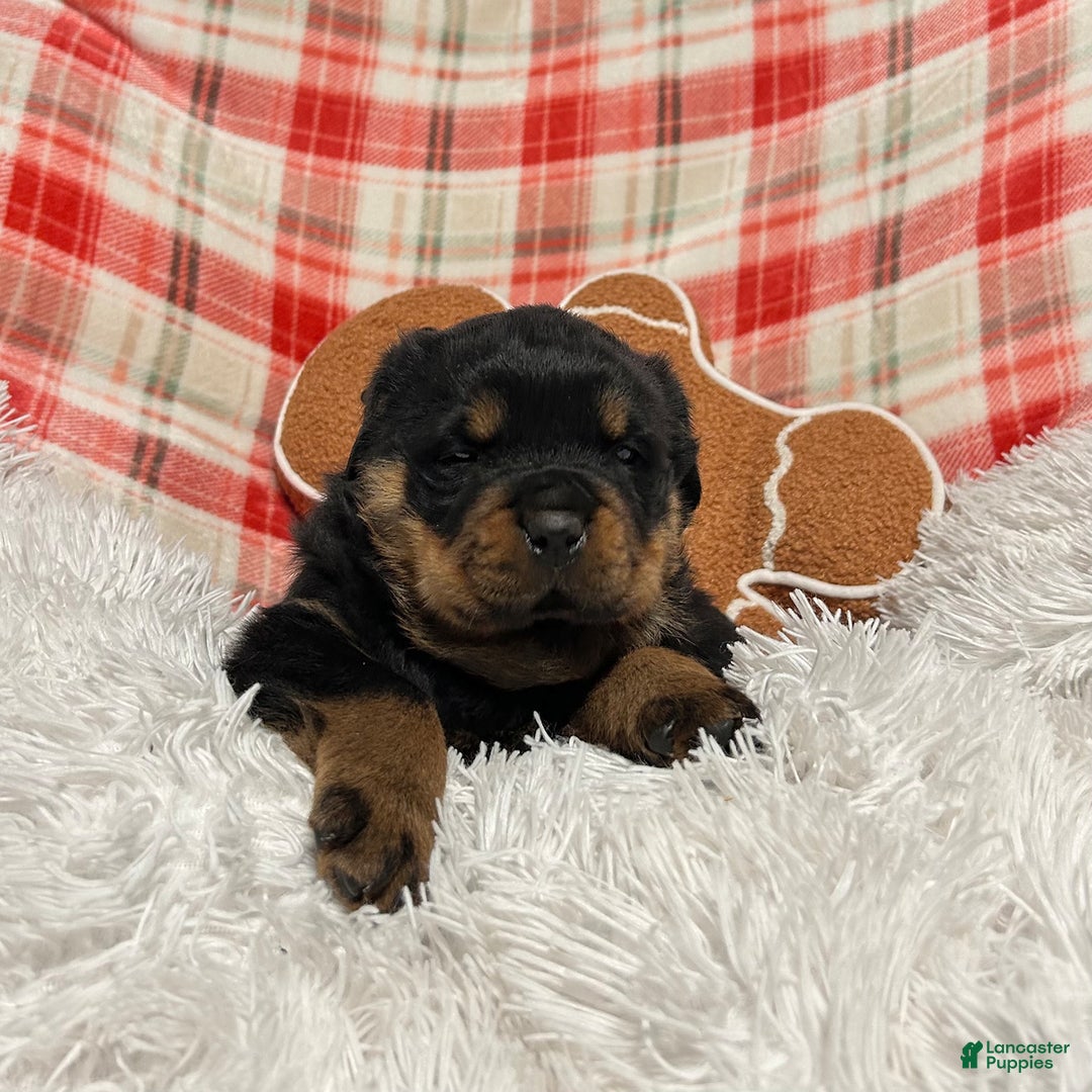 Rottweiler dogs for sale: Marshall - Ad 3