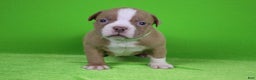 American Bully dogs for sale: Lilac/White Male - Ad 4