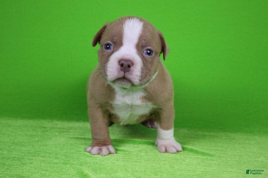 American Bully dogs for sale: Lilac/White Male - Ad 4