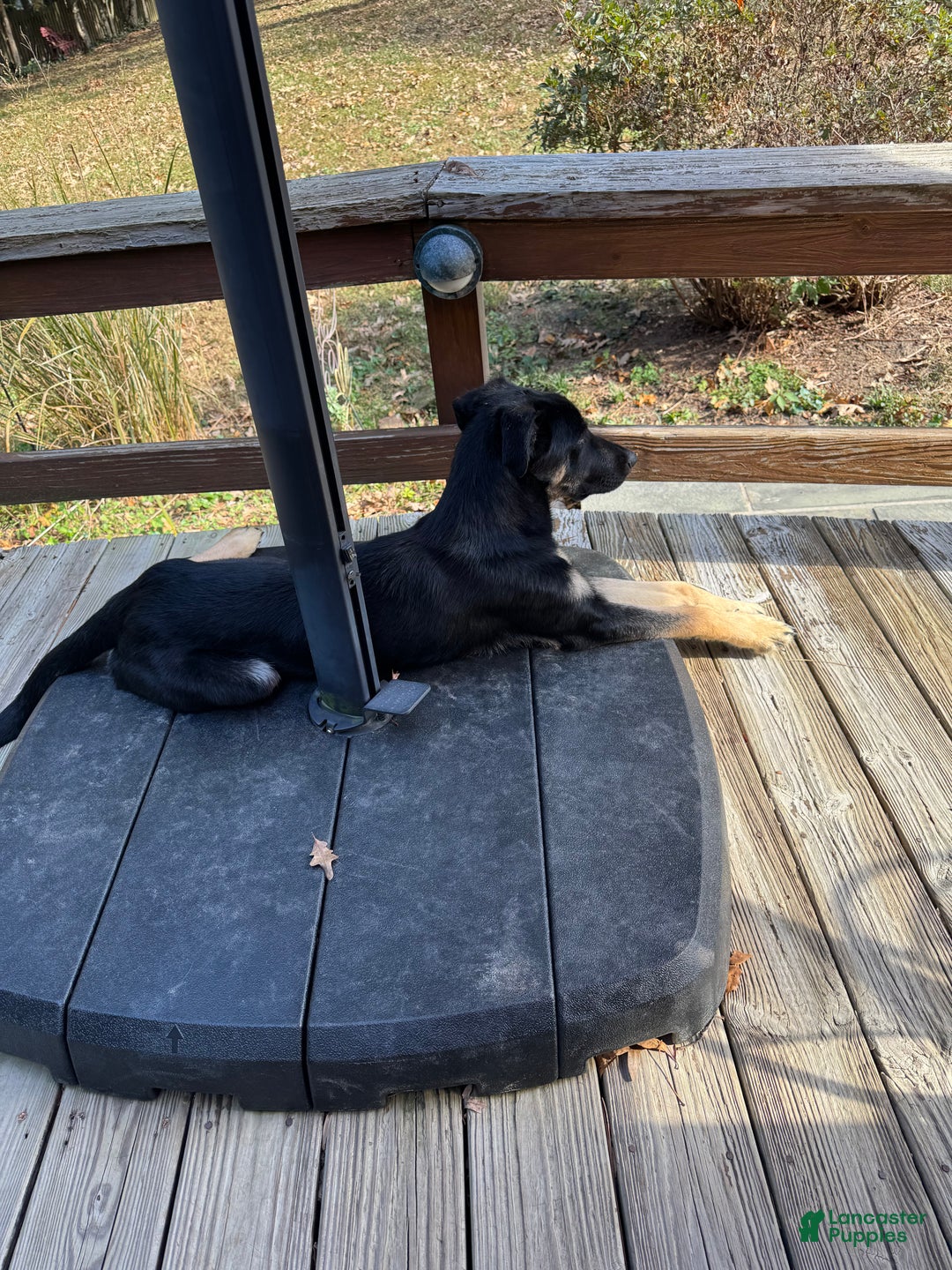 Mixed Breed dogs for sale: Britta - Ad 3