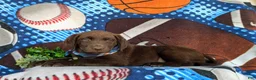 Labrador Retriever dogs for sale: Walton - Ad 4