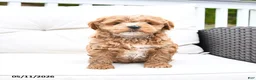 Mixed Breed dogs for sale: Popcorn - Ad 3