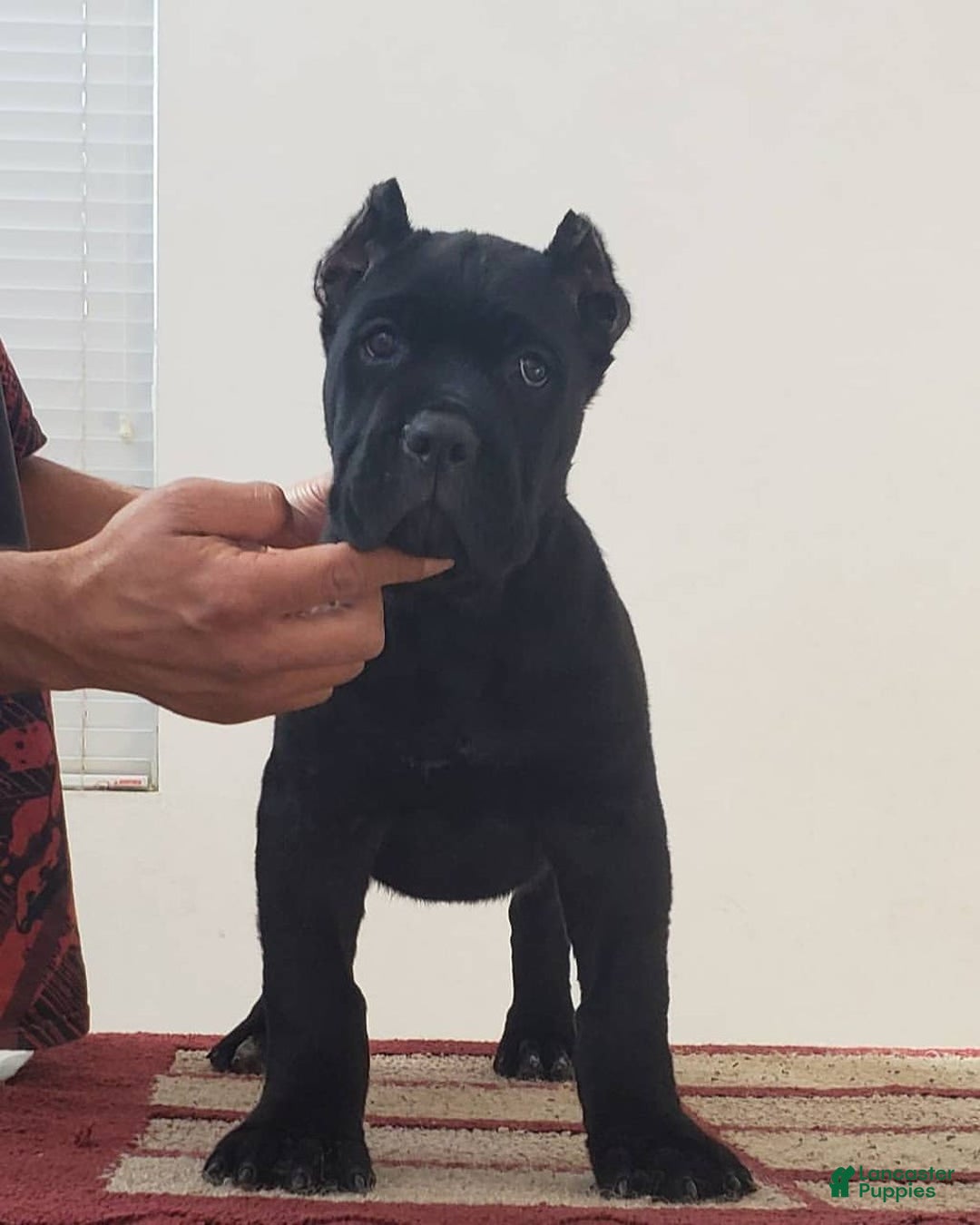 Cane Corso dogs for sale: Bella - Ad 2
