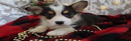 Welsh Corgi Pembroke dogs for sale: Jingles - Ad 5