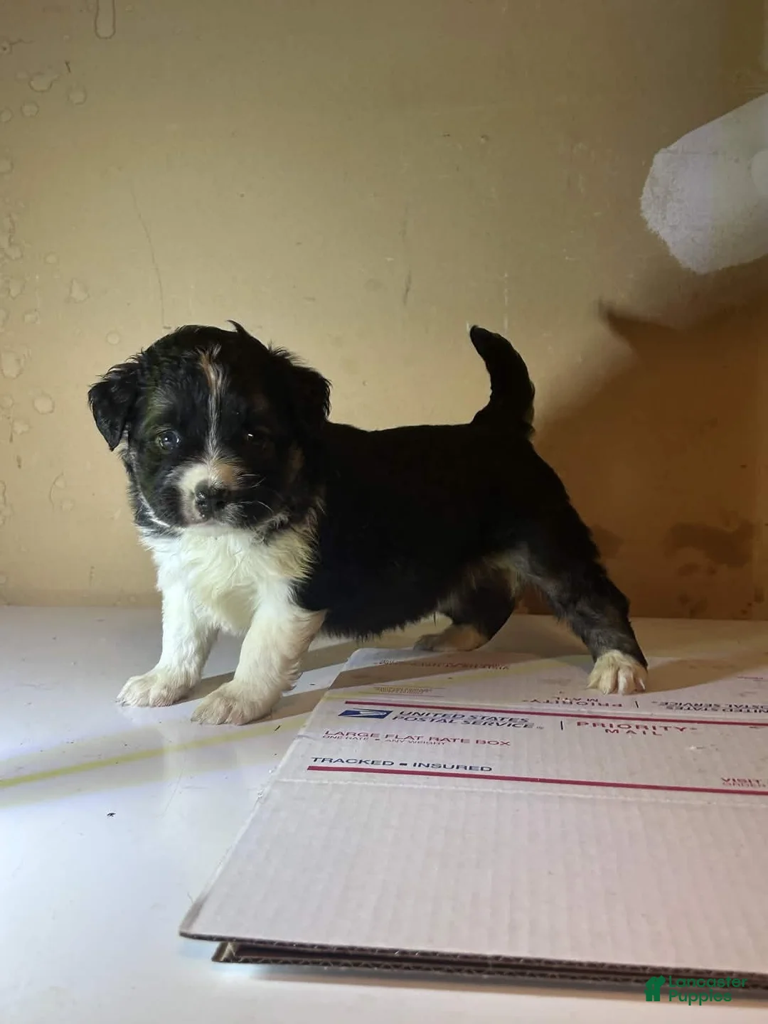 Mixed Breed dogs for sale: Mixed Breed Puppy 4 - Ad 2