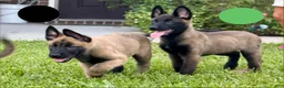 Belgian Malinois dogs for sale: Belgian Malinois 3 - Ad 3