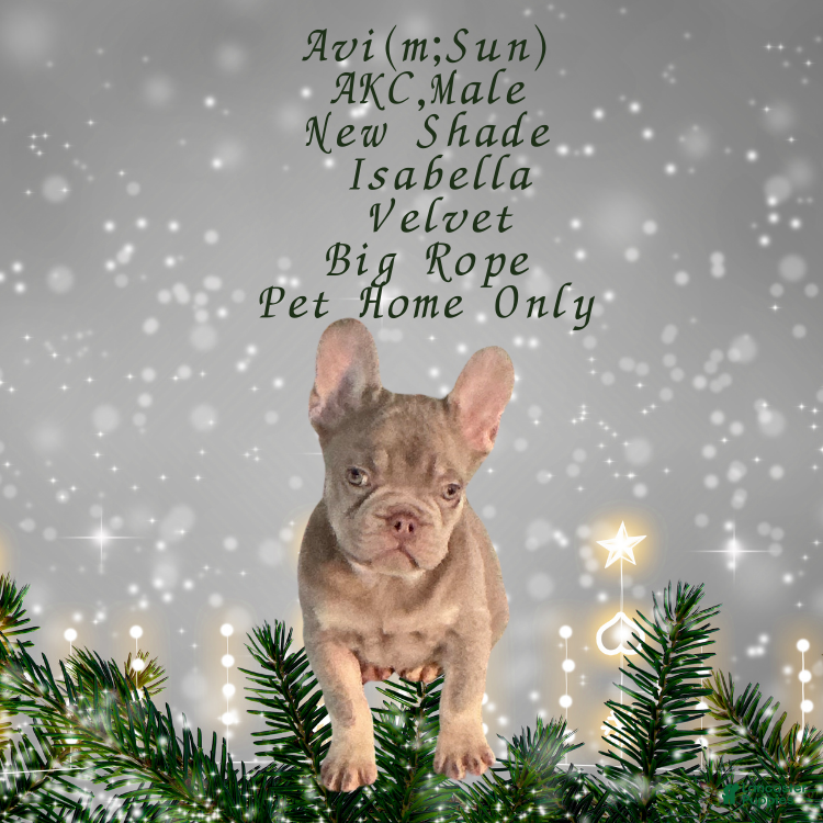 French Bulldog dogs Avi (m: Sun) - Ad 10