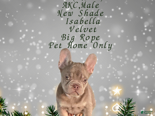 French Bulldog dogs Avi (m: Sun) - Ad 4