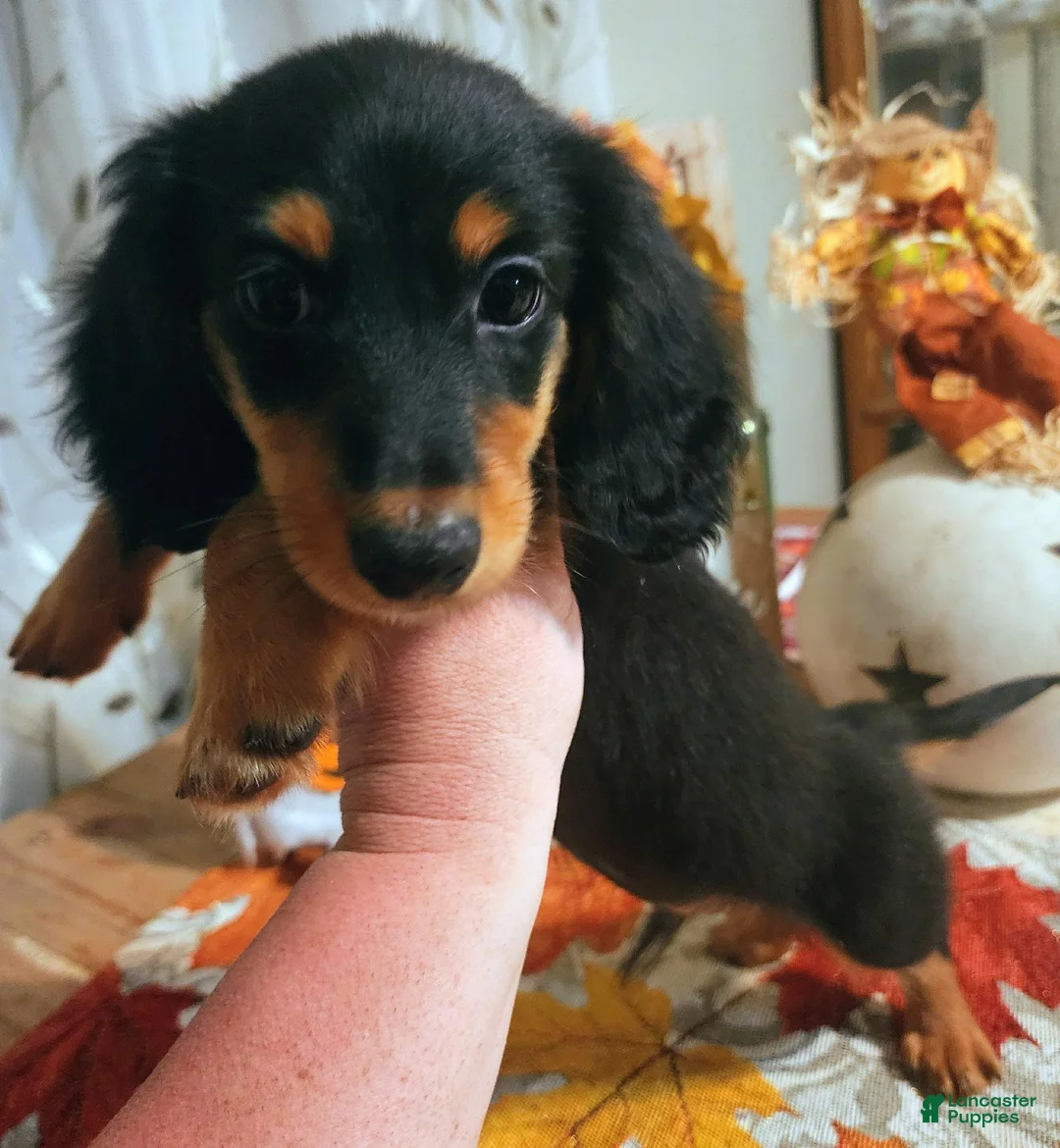 Miniature Dachshund dogs for sale: Ace - Ad 2