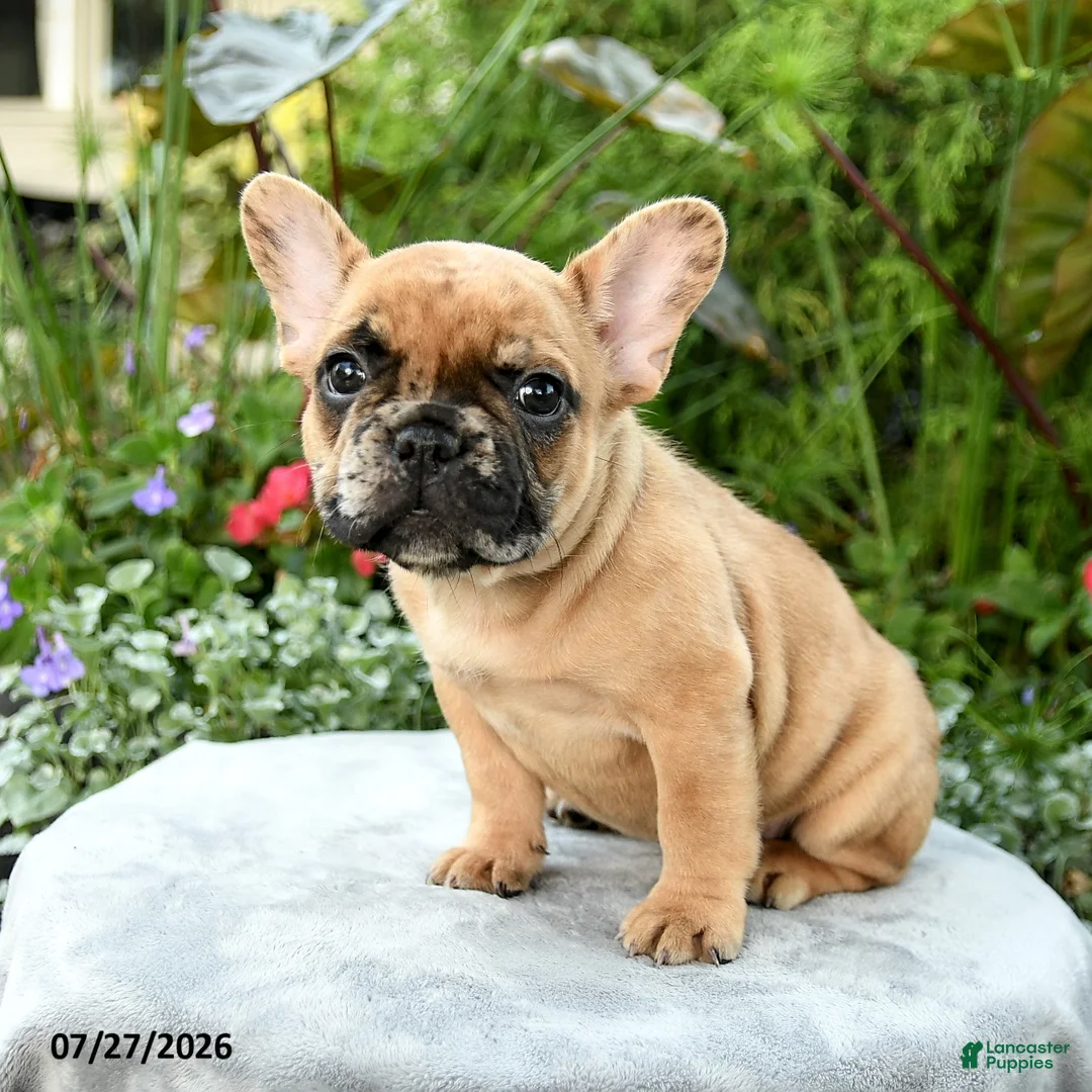 French Bulldog dogs for sale: Spencer - Ad 1