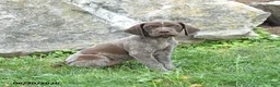 German Shorthaired Pointer dogs for sale: Riann - Ad 2