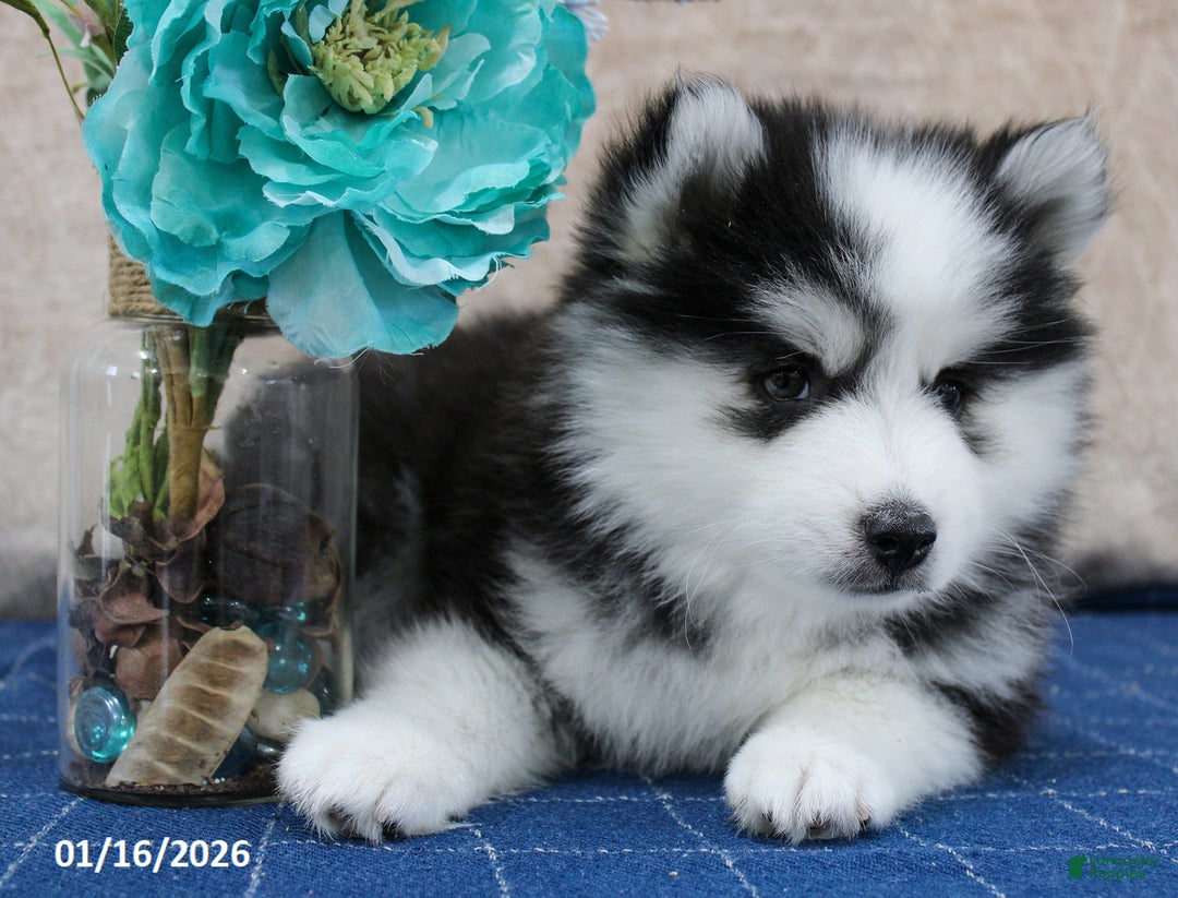 Pomsky dogs for sale: Darla - Ad 3