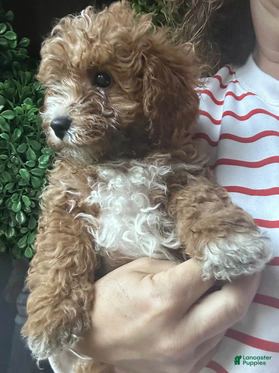 Cavapoochon dogs for sale: 🧡 Orange Blossom - Ad 1
