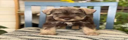 Miniature Schnauzer dogs for sale: Smokey - Ad 8