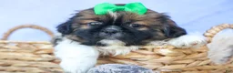Shih Tzu dogs for sale: RUSTY - Ad 13