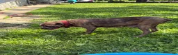 Cane Corso dogs for sale: Cane Corso 4 - Ad 6