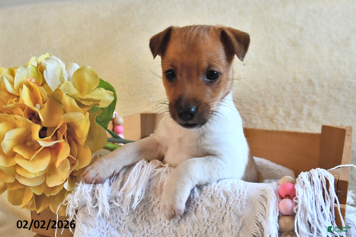 Jack Russell Terrier dogs Cuddles  - Ad 4