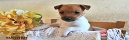 Jack Russell Terrier dogs for sale: Cuddles  - Ad 1