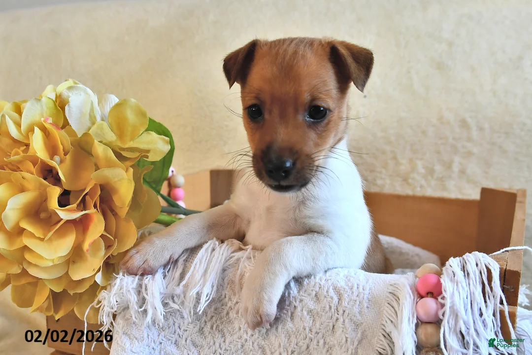 Jack Russell Terrier dogs for sale: Cuddles  - Ad 1