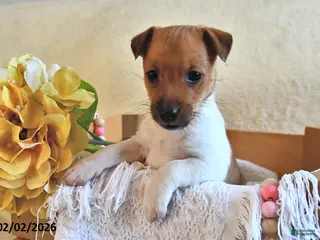 Jack Russell Terrier dogs Cuddles - Ad 4