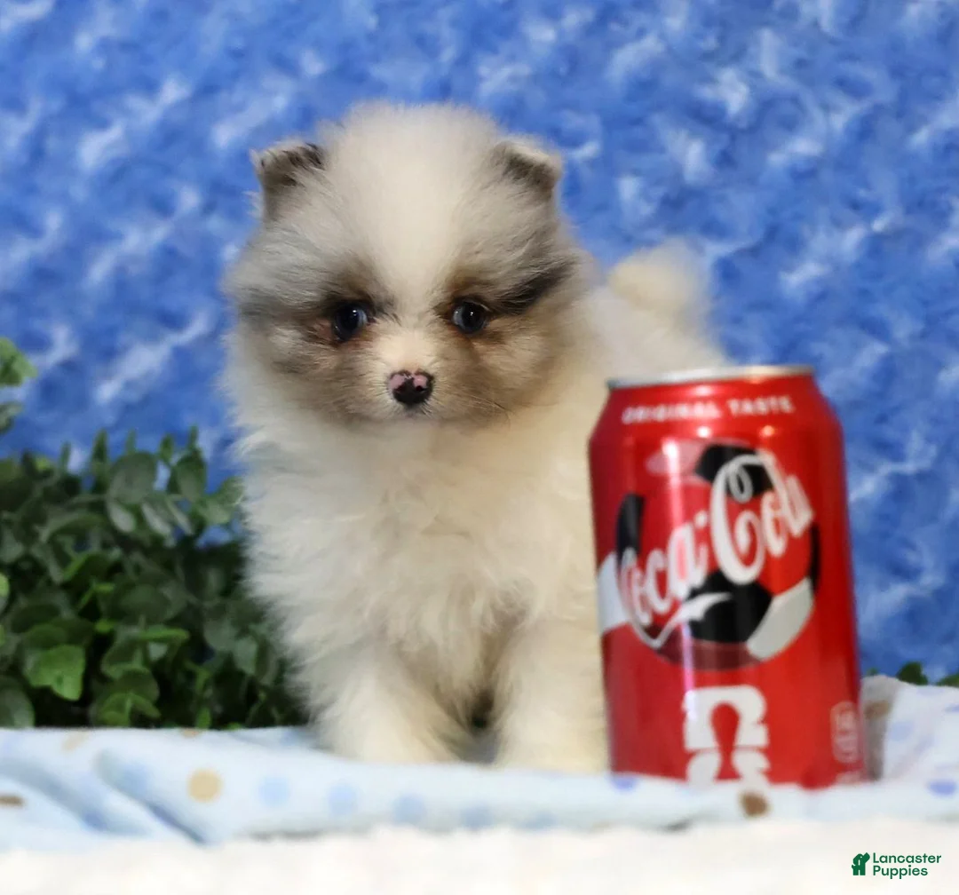 Pomeranian dogs for sale: Charlie - Ad 2