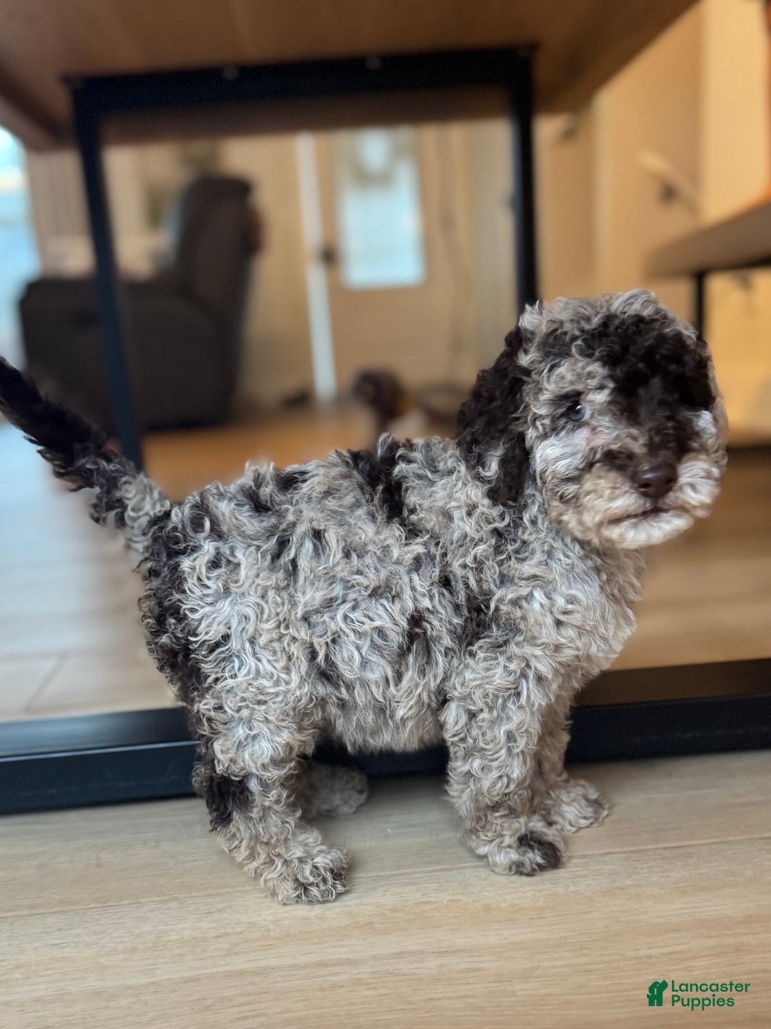 Mini Goldendoodle dogs for sale: Lucy - Ad 5