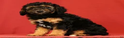 Miniature Poodle dogs for sale: Connor - Ad 6