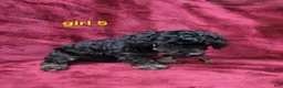 Toy Poodle dogs for sale: AKC Phantom girl 5 - Ad 3
