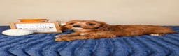 Cavapoo dogs for sale: George  - Ad 5