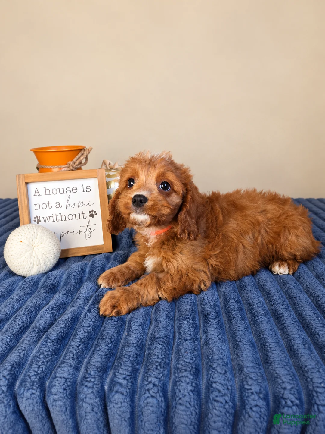 Cavapoo dogs for sale: George  - Ad 5