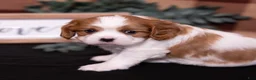 Cavalier King Charles Spaniel dogs for sale: Ralph - Ad 5