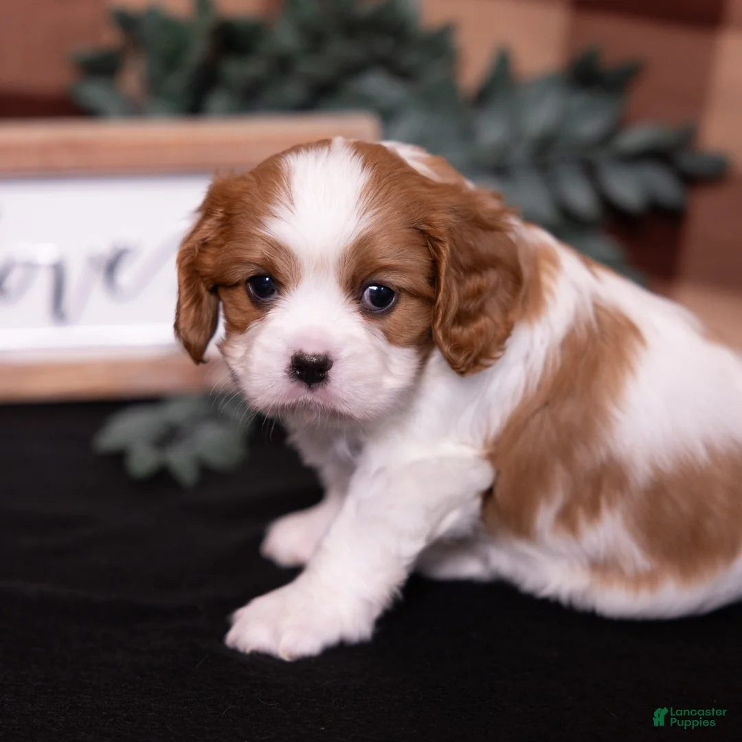 Cavalier King Charles Spaniel dogs for sale: Ralph - Ad 5