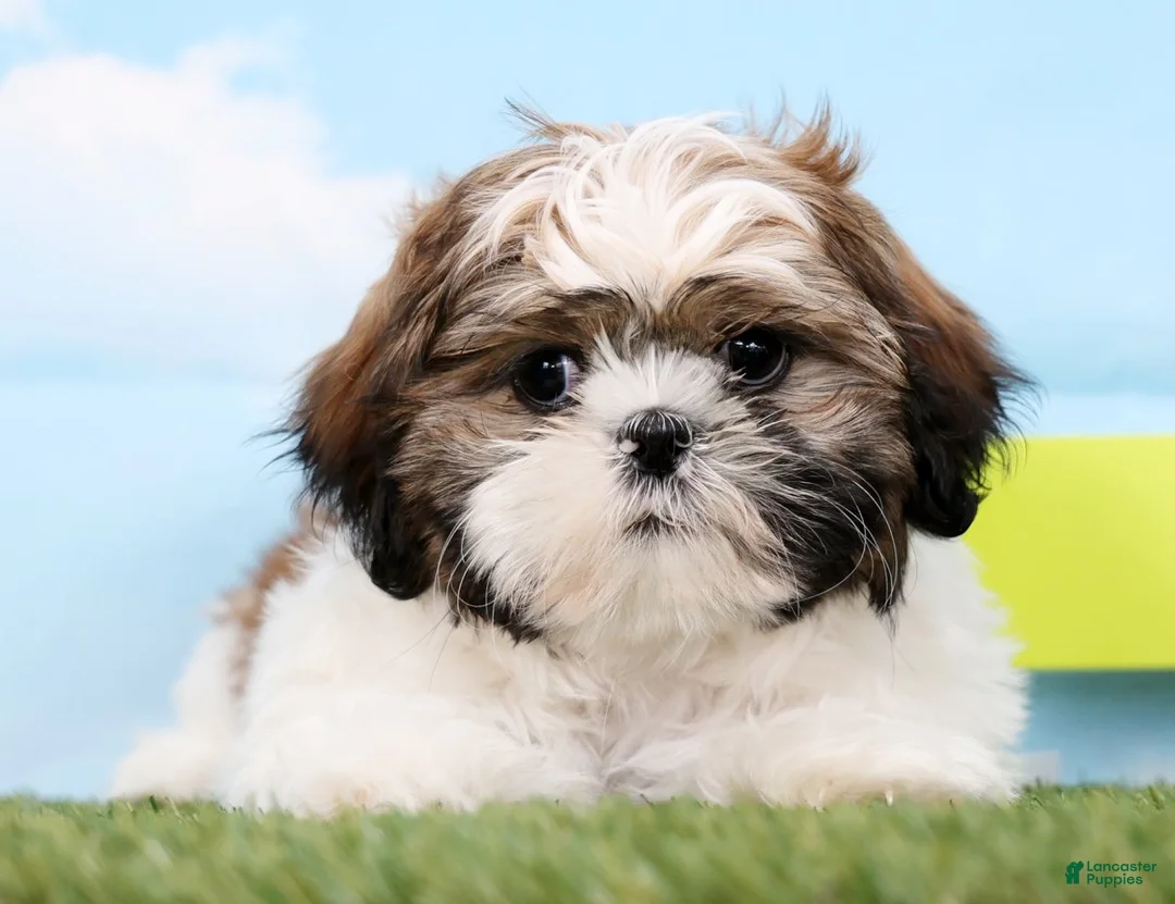 Shih Tzu dogs for sale: Snoopy - Ad 3