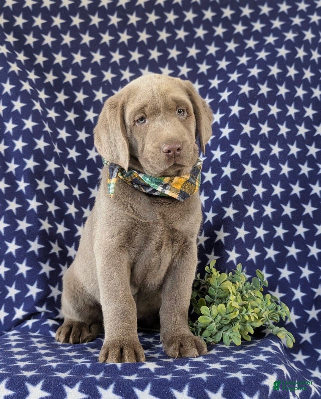 Labrador Retriever dogs for sale: Colson AKC Silver Lab - Ad 3