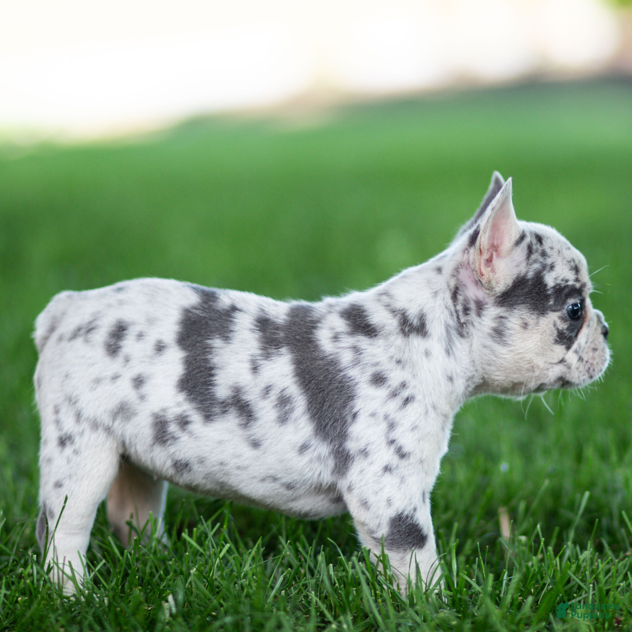 French Bulldog dogs Midnite French Bulldog Puppy  - Ad 2