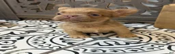 French Bulldog dogs for sale: Cinnamon - Ad 4