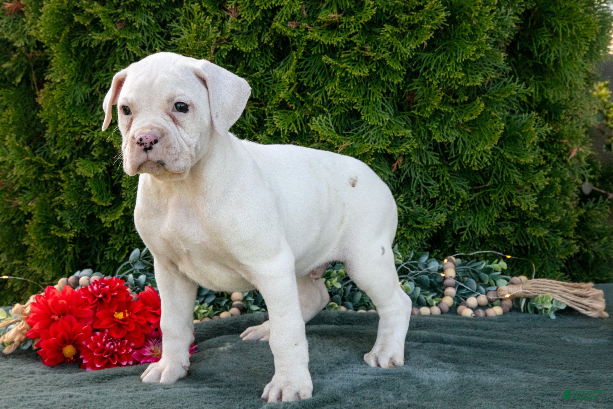 Boxer dogs Max - Ad 2