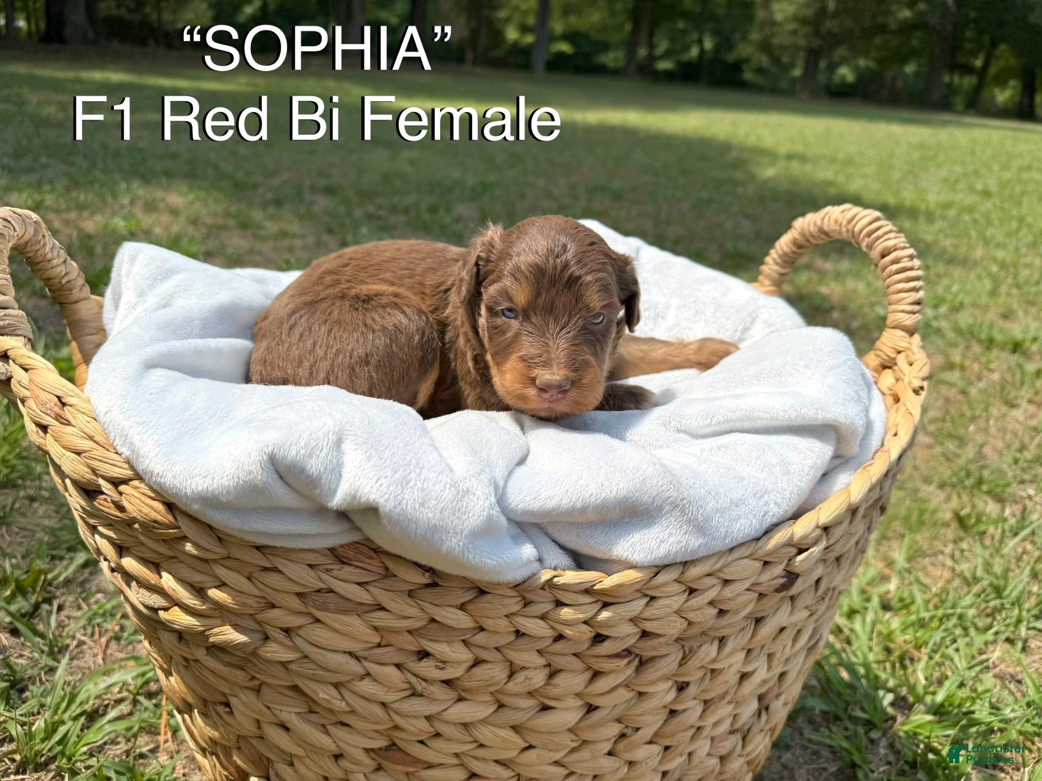 Aussiedoodle dogs Sophia - Ad 1
