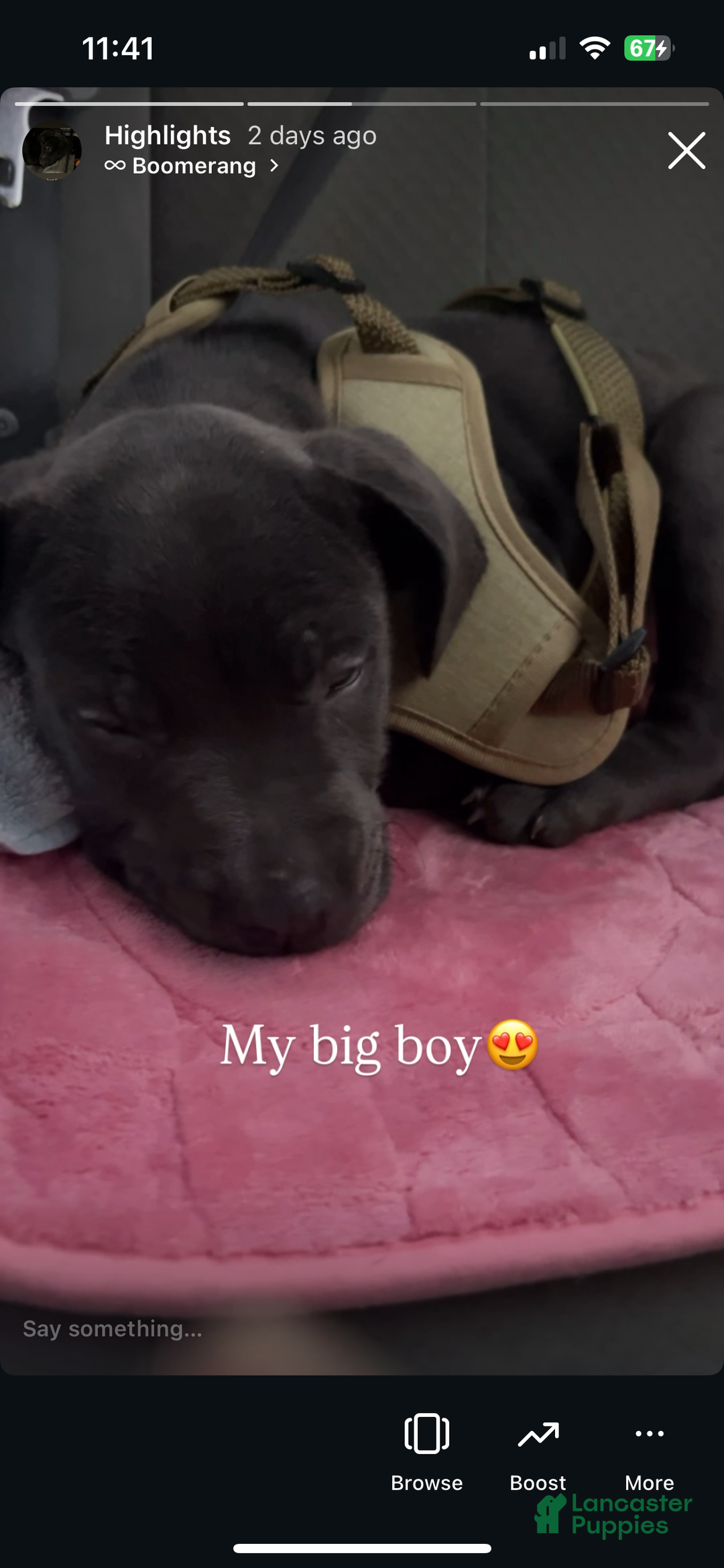 Cane Corso dogs for sale: Diesel - Ad 2
