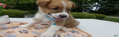 Puppy 1 Rocky