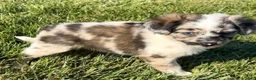 Mini Aussiedoodle dogs for sale: Jasper - Ad 4